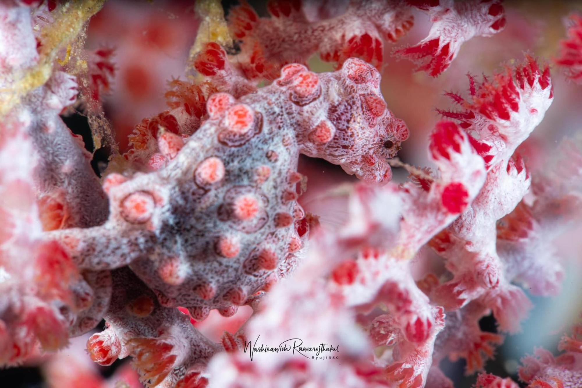 Sunset Cove Beach & Dive Resort Romblon Exteriér fotografie